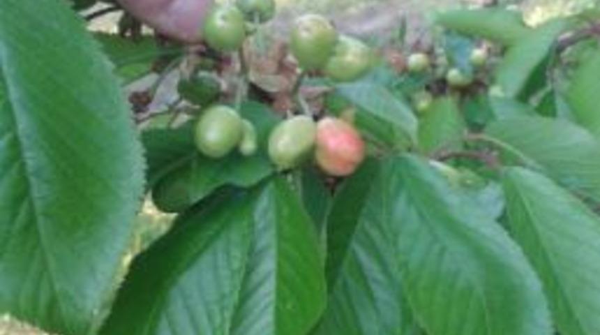 Lapseki Kirazı Y&uuml;z&uuml;n&uuml; G&ouml;sterdi