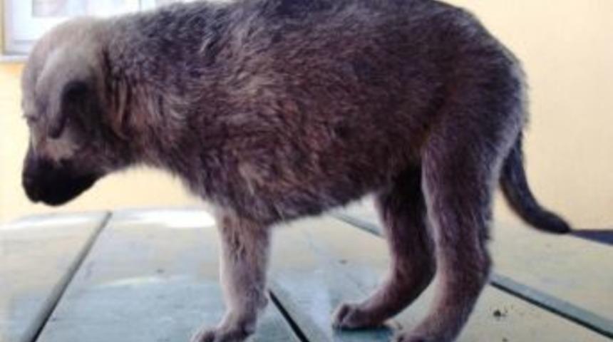 &Uuml;&ccedil; Ayaklı Yavru K&ouml;peğe Belediye Sahip &Ccedil;ıktı