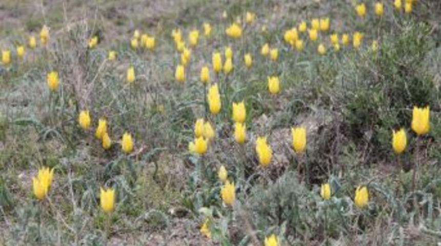 Lale Dağlarında Lale Sayısı Azalıyor