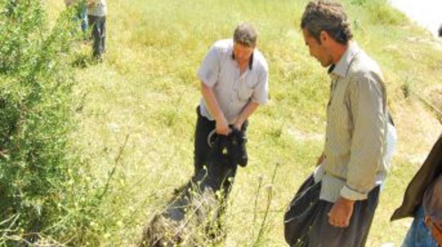 Kamyon Ke&ccedil;i S&uuml;r&uuml;s&uuml;ne &Ccedil;arptı: 80 Ke&ccedil;i Telef Oldu, 30'u Yaralandı