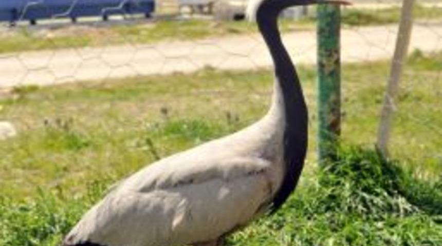 T&uuml;rkiye'de 11 Tane Kalan 'telli Turna'dan Birini Avcılar Vurdu