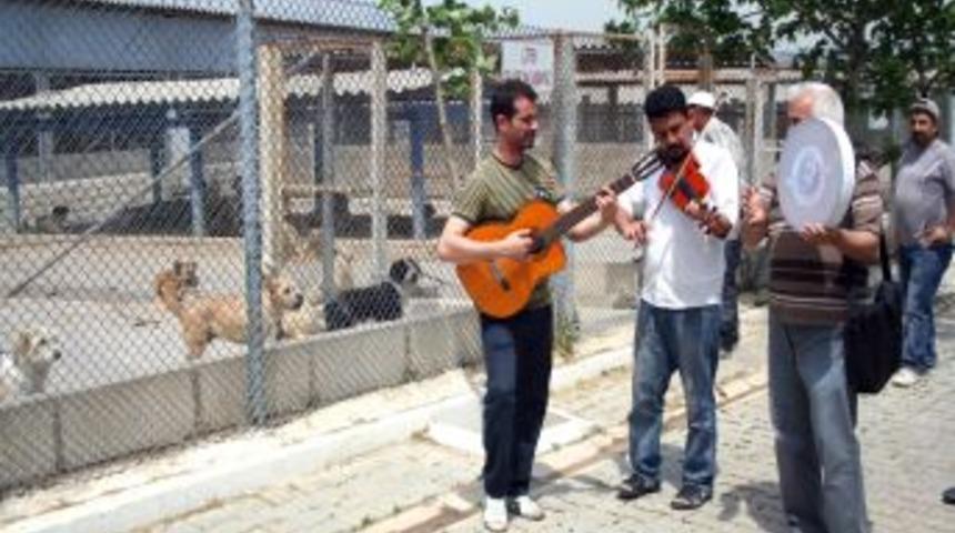 K&ouml;peklere M&uuml;zikli Terapi