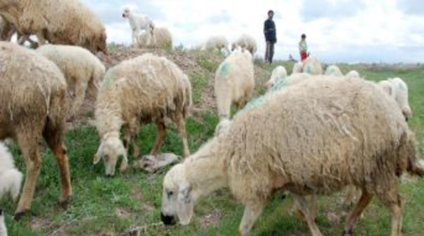 Aksaray&rsquo;da 10 Bin Kuzunun Hastalıktan &Ouml;ld&uuml;ğ&uuml; İddiası