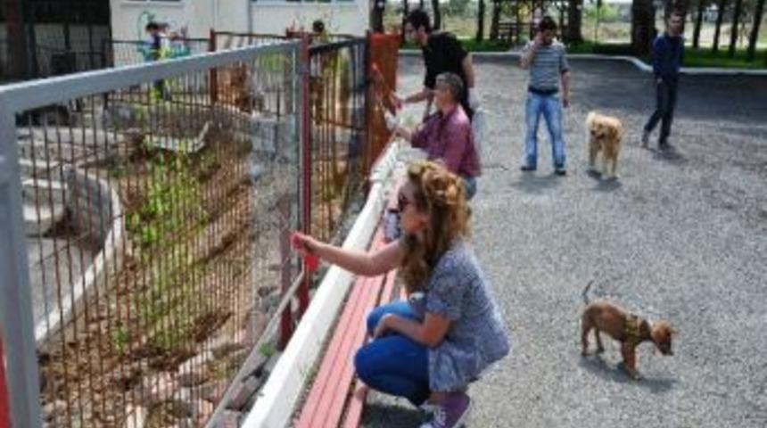 &Ouml;ğrenciler Hayvan Barınağı'nı G&ouml;n&uuml;ll&uuml;lerce Boyadılar