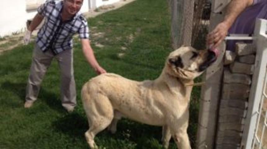 Kedi Ve K&ouml;peklere Kuduz Aşılaması
