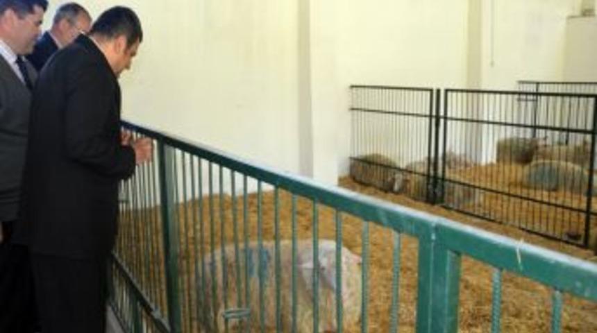 &Ccedil;OM&Uuml;, S&uuml;t Koyunculuğunda Marka Olmayı Hedefliyor