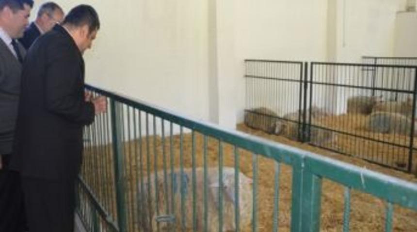&Ccedil;om&uuml; S&uuml;t Koyunculuğunda Marka Olmayı Hedefliyor