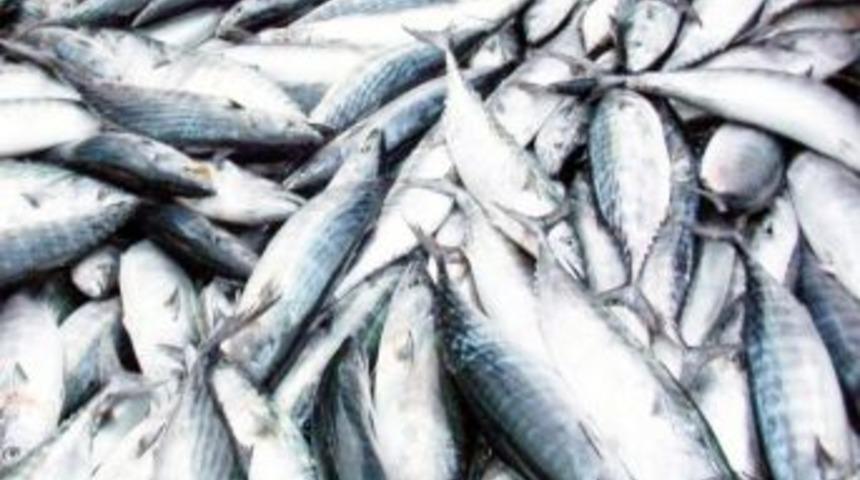 Trabzon&rsquo;da Ge&ccedil;tiğimiz Av Sezonunda 16 Bin 483 Ton Hamsi Avlandı