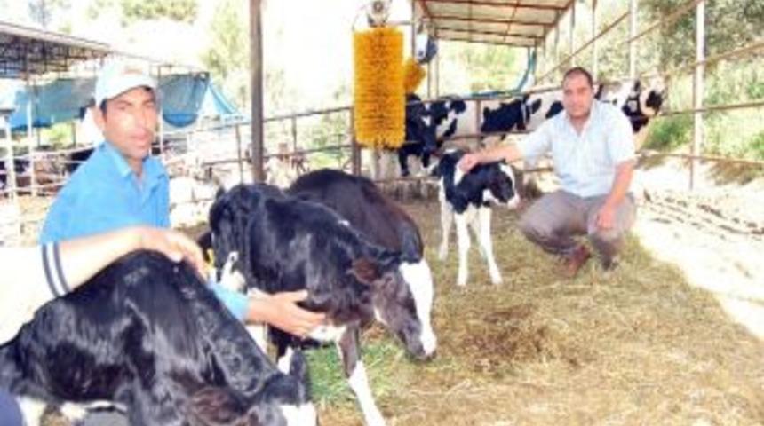 &Uuml;&ccedil;&uuml;z Doğuran İnek Şaşırttı