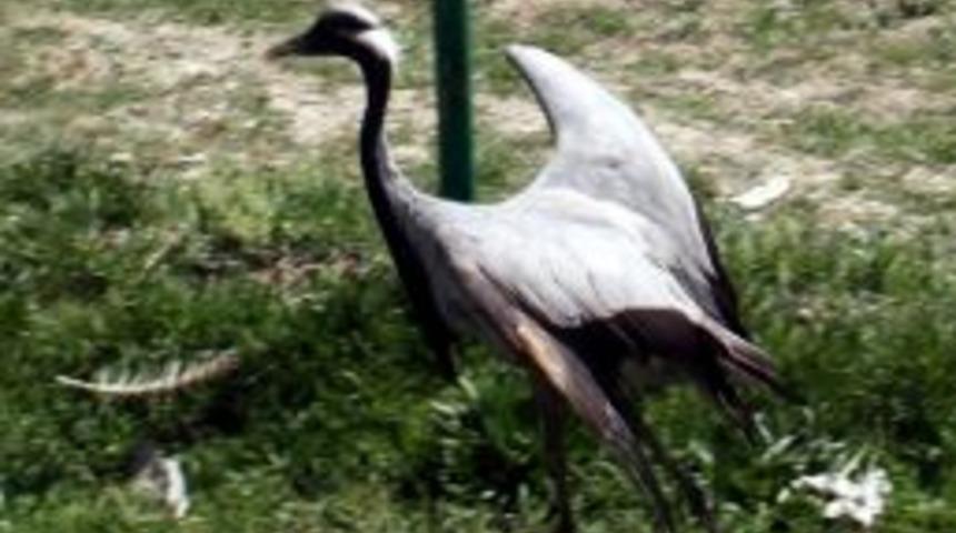 Telli Turna Doğaya Bırakıldı