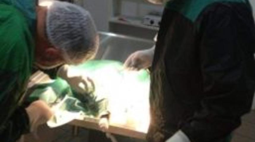 Zonguldak&rsquo;a Donanımlı, Modern Hayvan Kliniği A&ccedil;ıldı