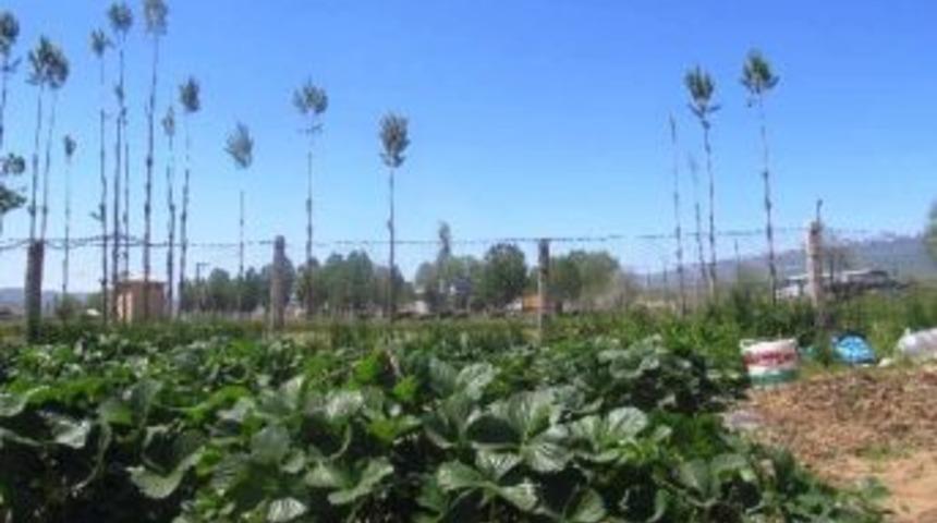 Gen&ccedil; İl&ccedil;esinde &lsquo;&ccedil;ilek Yetiştiriciliği Projesi&rsquo;