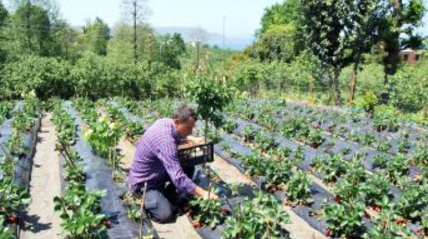 Karadeniz &Ccedil;ileği Pazara &Ccedil;ıkmadan Tarlada Satılıyor