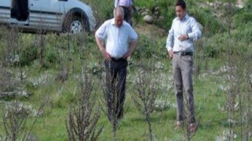 Simav&rsquo;da &Ccedil;ekirge İle M&uuml;cadele &Ccedil;alışmaları Erken Başladı