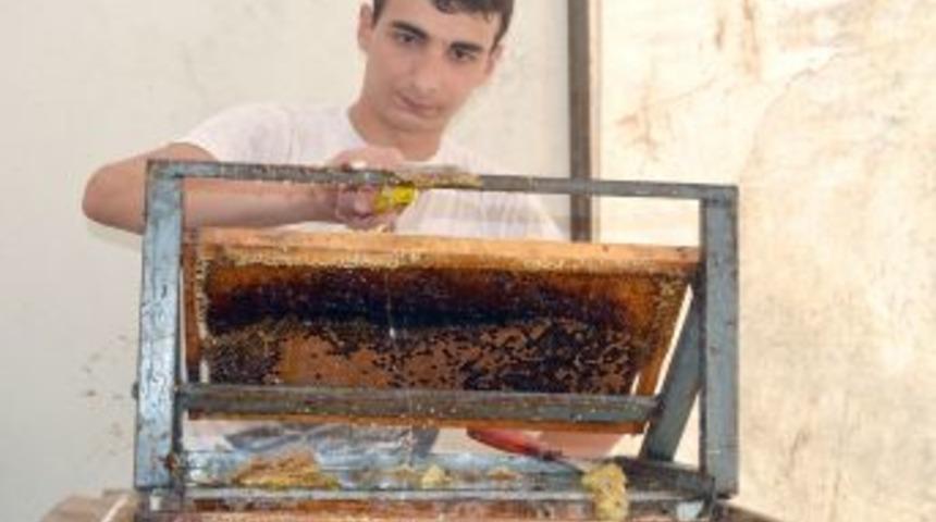 Sezonun Ilk Bal Hasadı Yapıldı, Bu Yıl Rekoltenin D&uuml;ş&uuml;k Olması Bekleniyor