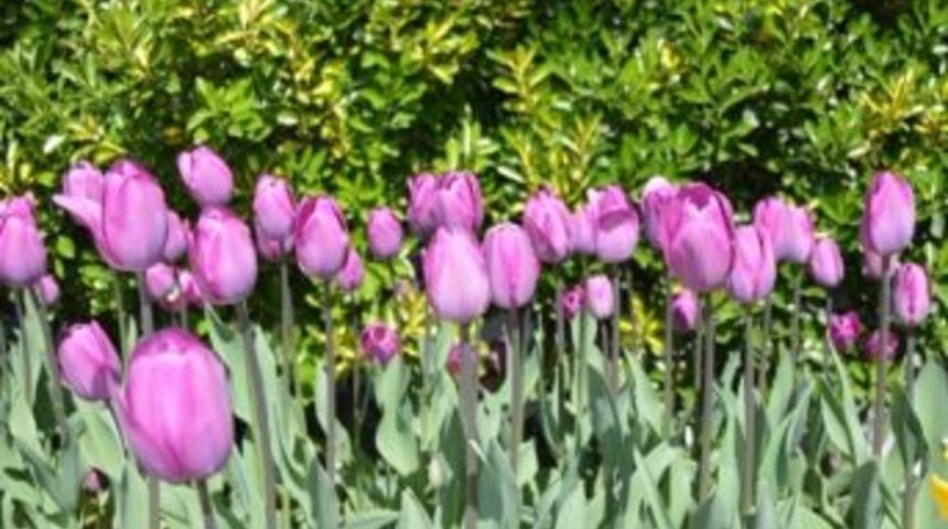 Kocasinan 50 Bin Lale İle Şehrin Rengini Değiştirdi