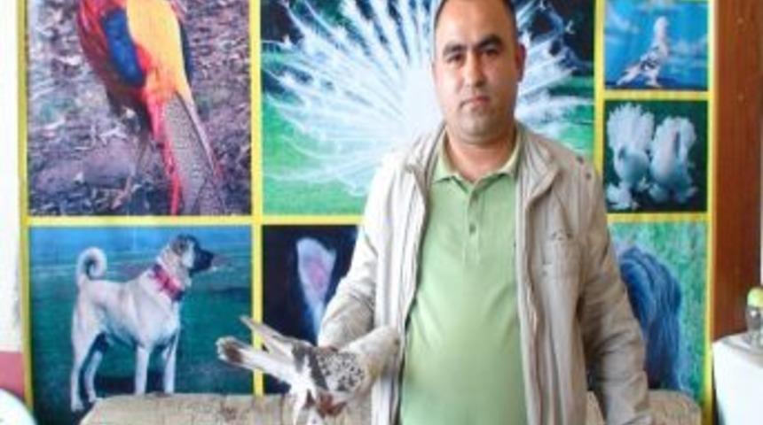 G&uuml;vercin 8 Bin Liraya Satıldı