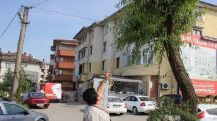 Ağlayan Ağa&ccedil; G&ouml;renleri Şaşırtıyor