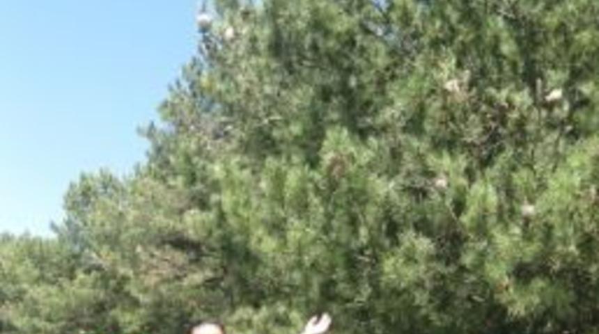 &Ccedil;am Kese B&ouml;ceği Ormanları Tehdit Ediyor