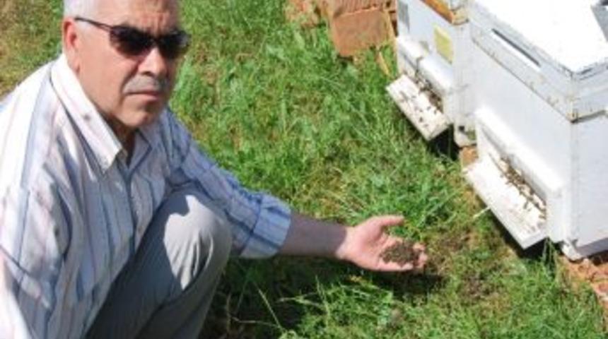 Aydın&rsquo;da Esrarengiz Arı &Ouml;l&uuml;mleri