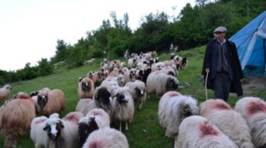 &Ccedil;obanların Yayla Yolculuğu Başladı