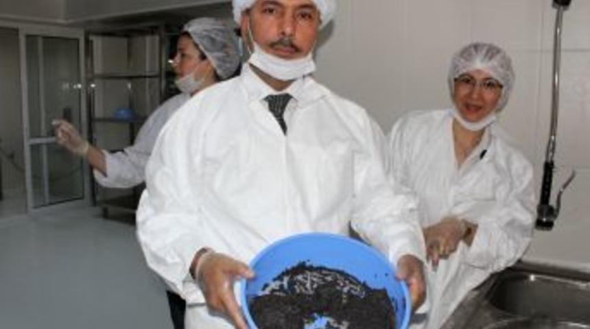 Adana&rsquo;dan D&uuml;nyaya Mersin Balığı Havyarı Ihracatı