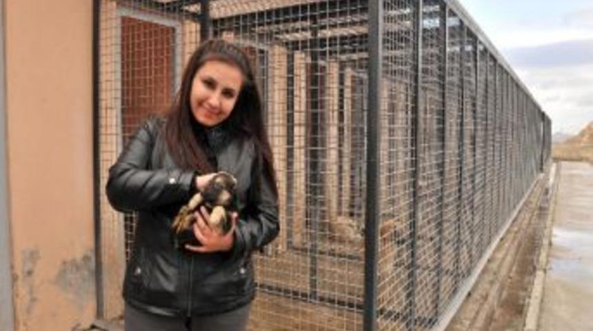 Mamak Belediyesi&rsquo;nden Sokak Hayvanlarına Yuva Kampanyası