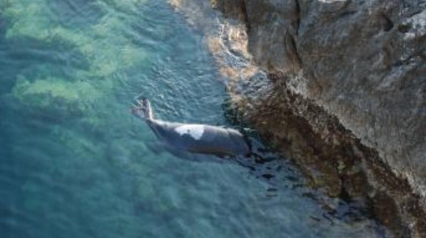 Akdeniz Foku Duman&rsquo;ı T&uuml;fekle &Ouml;ld&uuml;rd&uuml;ler