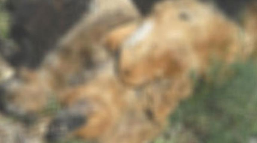 Hayvanseverleri ayağa kaldıran fotoğraf