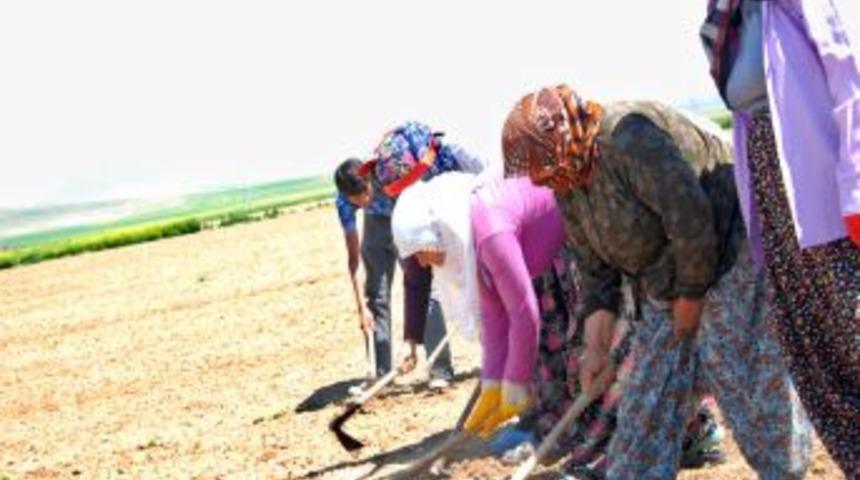 Şehirlerde Iş&ccedil;ilerin Bayramı Meydanlarda, Kırsalda Ise Tarladaydı