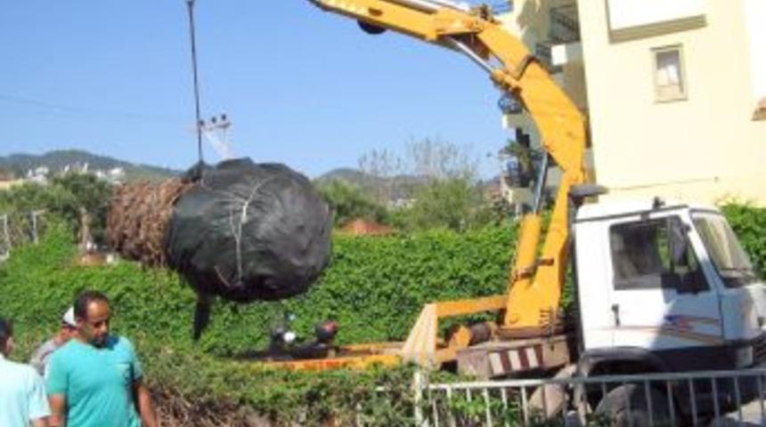 Marmaris&rsquo;te Palmiye B&ouml;ceğine Karşı Topyek&ucirc;n M&uuml;cadele