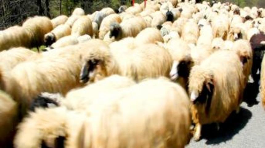 Giresun Yaylaları Şenleniyor