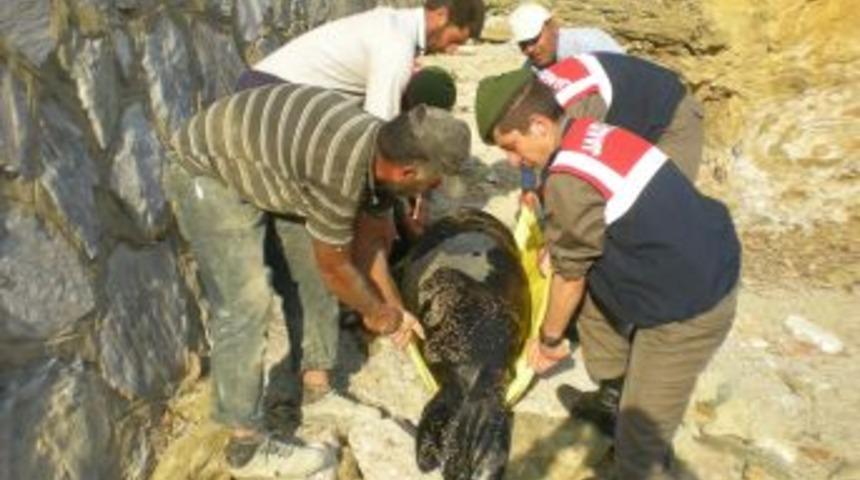 &Ouml;ZEL - Duman Isimli Fok, Denizden &Ccedil;ıkarılarak Morga G&ouml;t&uuml;r&uuml;ld&uuml;