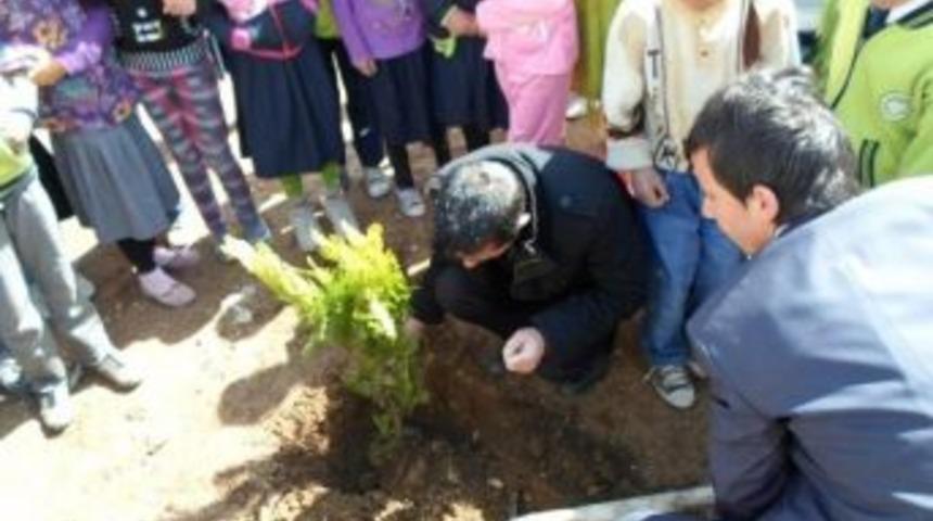 &Ccedil;aldıran'da Ağa&ccedil;landırma &Ccedil;alışmaları