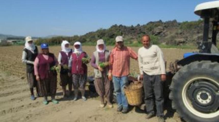 Kula&rsquo;da T&uuml;t&uuml;n Dikimine Başlandı