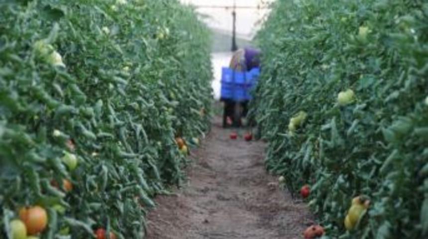 (&ouml;zel Haber) &Ccedil;ift&ccedil;inin Domates Bereketi