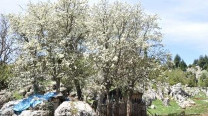 Şehirde Sıcak Bastı, Yaylada &Ccedil;i&ccedil;ek A&ccedil;tı