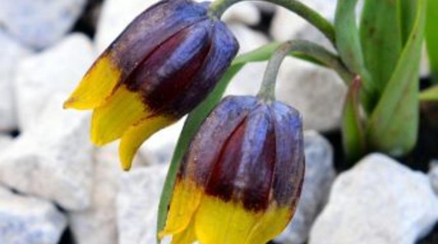 Koruma Altındaki Ters Laleler &Ccedil;i&ccedil;eklendi