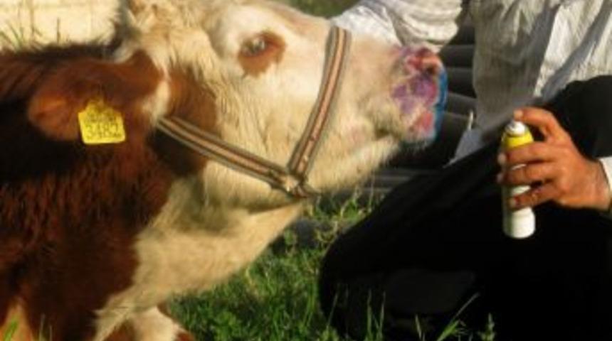 Araban&rsquo;da &ldquo;şap&rdquo; Hastalığı