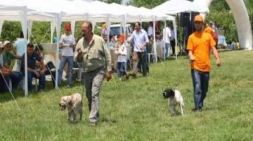 Adapazarı Belediyesi Fermalı Av K&ouml;pekleri Yarışması D&uuml;zenliyor