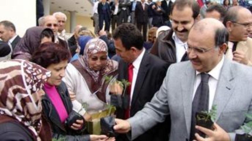 Kocasinan, Organik Domates Fidesi Dağıtacak