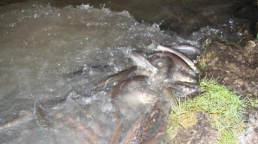 Balıkların Gece Yolculuğu