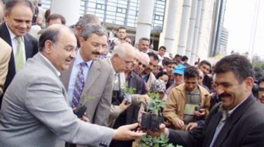 Belediye Organik Domates Fidesi Dağıtacak