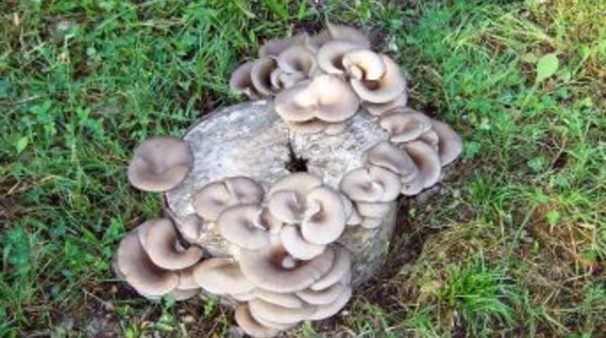 Kayın Mantarı 200 Ailenin Ge&ccedil;im Kaynağı Olacak