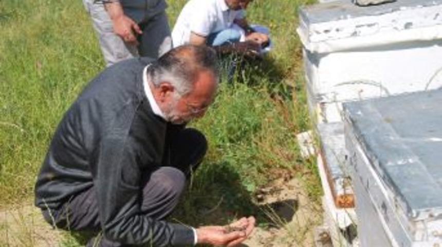 Aydın&rsquo;da Arı &Ouml;l&uuml;mleri Artarak Devam Ediyor