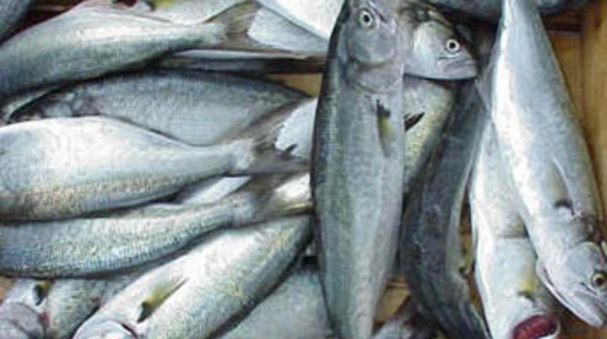 En cesuru l&uuml;fer, en beyefendisi hamsi!