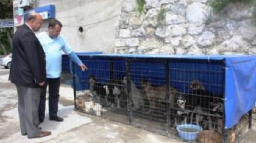 Pınarhisar&rsquo;da Sokak Hayvanları Kısırlaştırılıyor