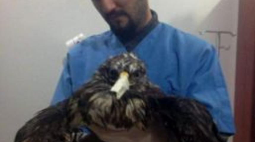 Trafik Kazası Ge&ccedil;iren Şahin, İyileştirilip Doğaya Salındı