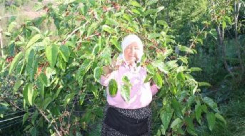 Giresun&rsquo;da Kırmızı Dut Erken Meyve Verdi