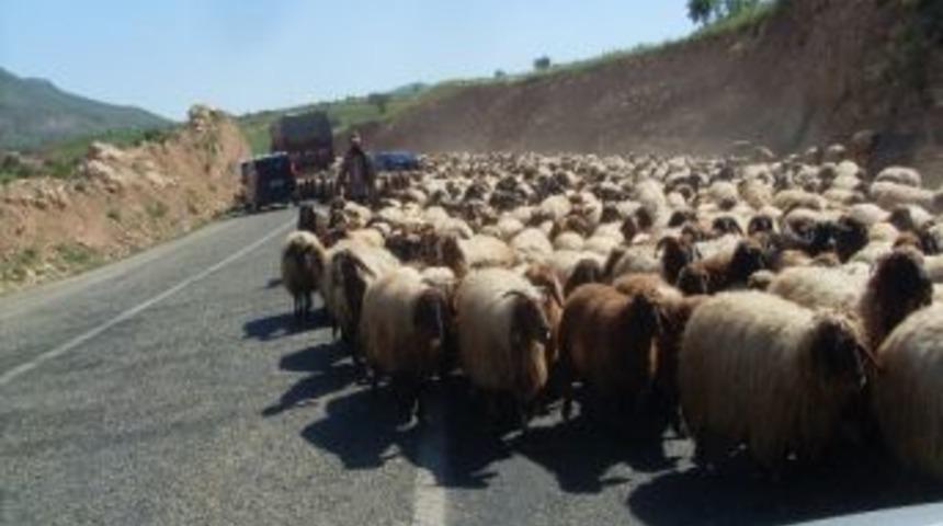 Koyun S&uuml;r&uuml;s&uuml; Karayolu Kapattı